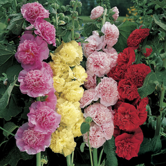Hollyhock Seeds - Double (WINTER)