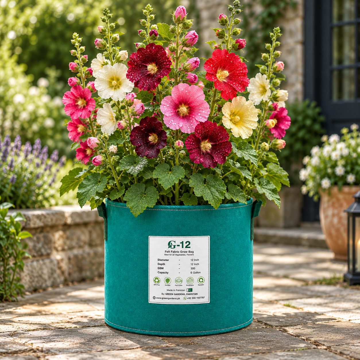 Tall Single Hollyhock Alcea rosea with large single-petal flowers on upright spikes – winter flower seeds for gardens borders walls and grow bags in Pakistan