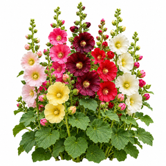 Tall Single Hollyhock Alcea rosea with large single-petal flowers on upright spikes – winter flower seeds for gardens borders walls and grow bags in Pakistan