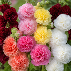 Hollyhock Seeds - Double (WINTER)