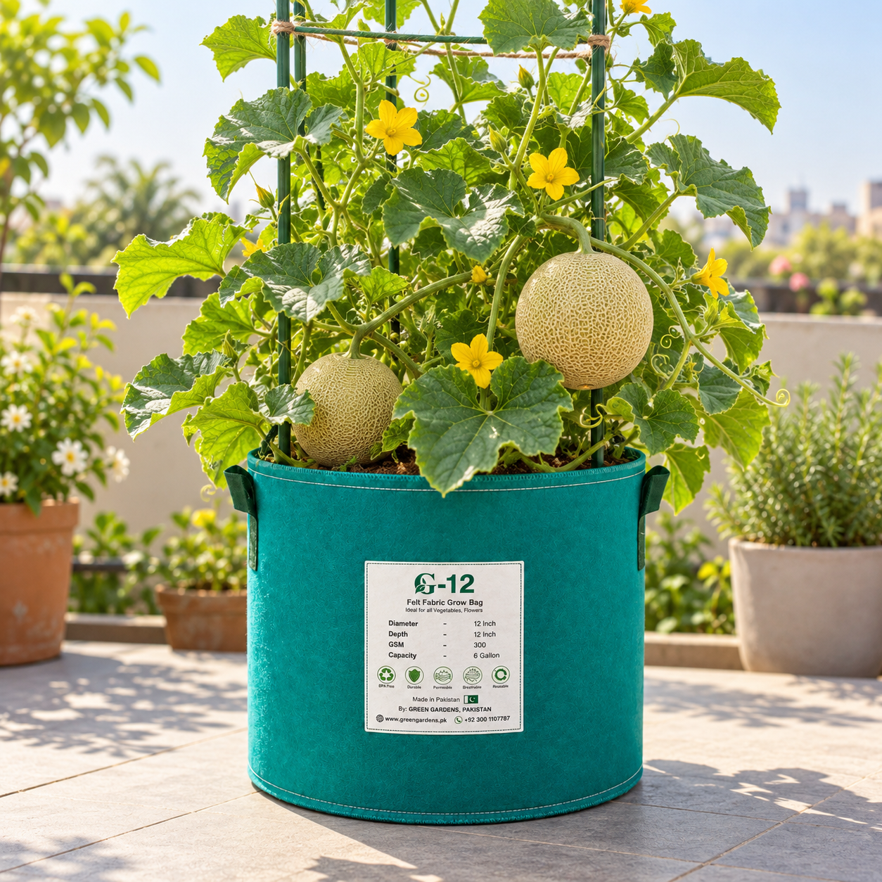 White Honey F1 Hybrid Honeydew Melon with smooth creamy-white round fruits and sweet pale-green juicy flesh growing on healthy summer vines – fruit seeds Pakistan