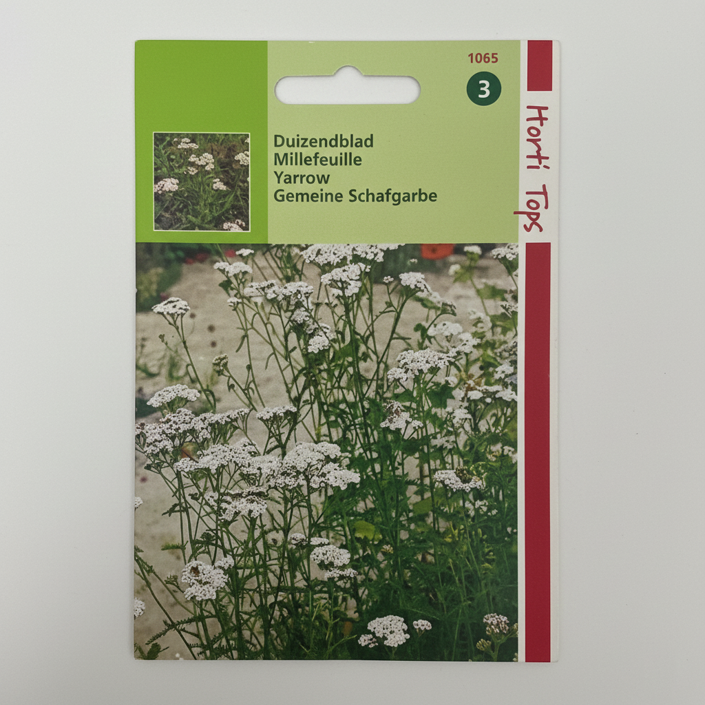 Yarrow White - Achillea Millefolium By Horti Tops®