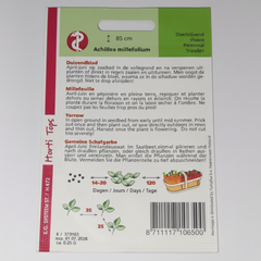 Yarrow White - Achillea Millefolium By Horti Tops®