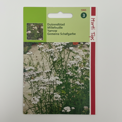 Yarrow White - Achillea Millefolium By Horti Tops®