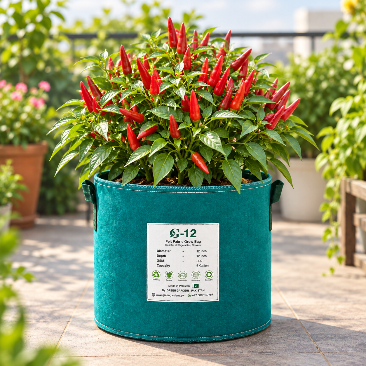 Upright Hot Pepper F1 Hybrid plant with spicy upward-facing chilli fruits – winter and summer vegetable seeds for kitchen gardens and grow bags in Pakistan