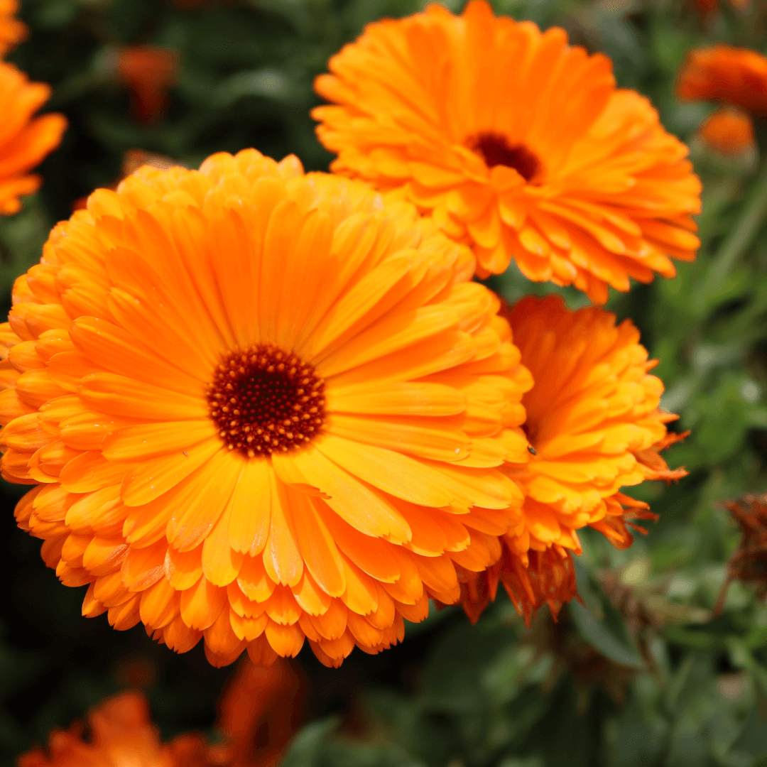 Calendula Ball Seeds - Orange (WINTER)