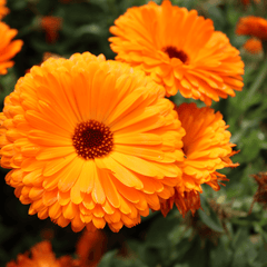 Calendula Ball Seeds - Orange (WINTER)