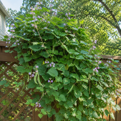 Hyacinth Beans (Lablab) Seeds – Fast-Growing Climbing Vine with Purple Flowers