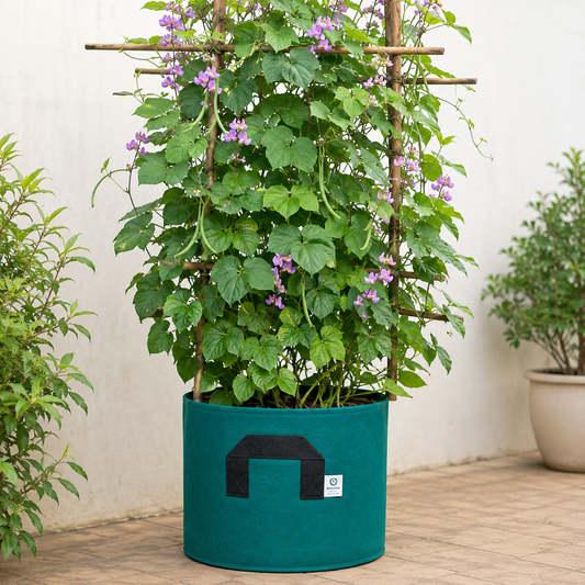 Hyacinth Beans (Lablab) Seeds – Fast-Growing Climbing Vine with Purple Flowers