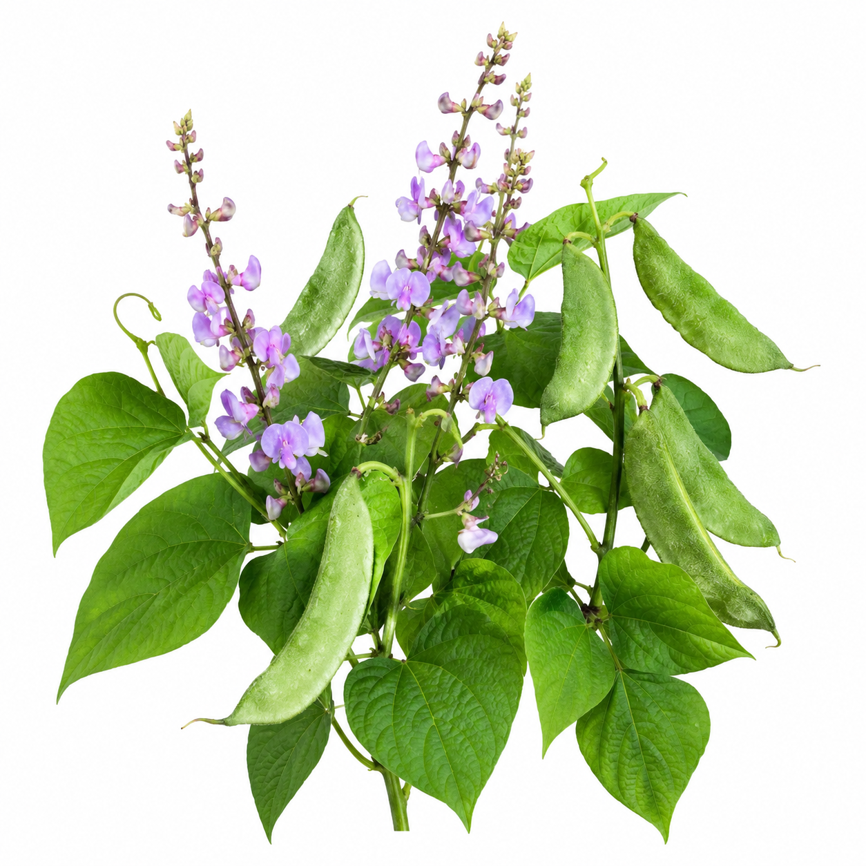 Hyacinth Beans (Lablab) Seeds – Fast-Growing Climbing Vine with Purple Flowers