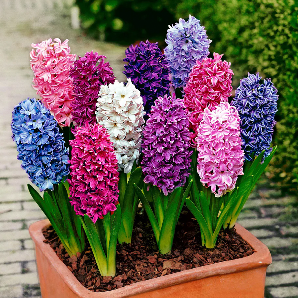 Hyacinths - Mixed Colours  (Single Bulb) {WINTER}