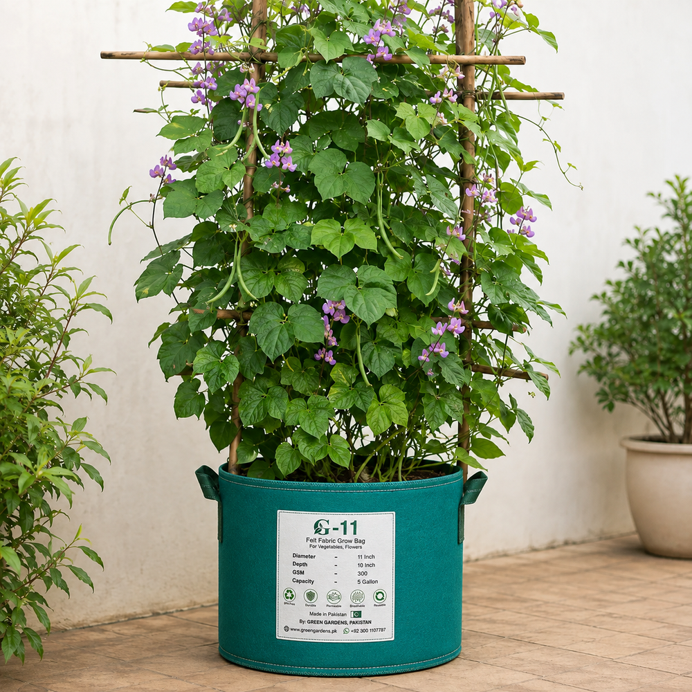 Hyacinth Bean Lablab climbing vine with lush green leaves and purple flowers for vertical gardening in Pakistan