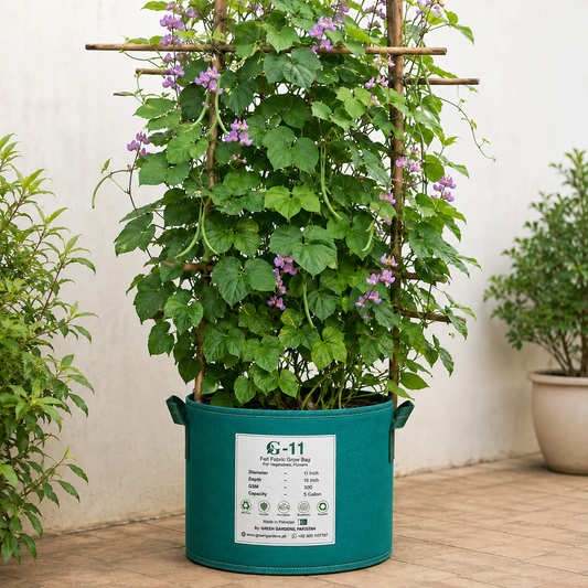 Hyacinth Bean Lablab climbing vine with lush green leaves and purple flowers for vertical gardening in Pakistan