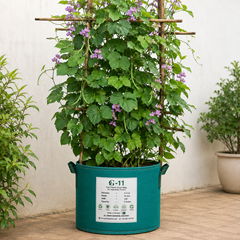 Hyacinth Bean Lablab climbing vine with lush green leaves and purple flowers for vertical gardening in Pakistan