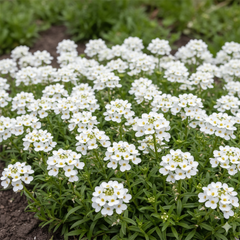Iberis amara Seeds - White (WINTER)