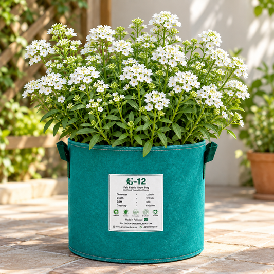 Iberis amara White Candytuft with clusters of pure white flowers and green foliage – winter flower seeds for pots beds borders and grow bags in Pakistan