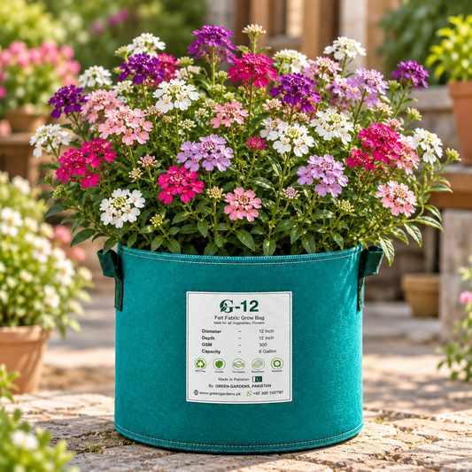 Iberis umbellata Fairy Mix Candytuft with colourful pink purple white and crimson flower clusters – winter seeds for pots beds borders and grow bags in Pakistan