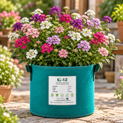 Iberis umbellata Fairy Mix Candytuft with colourful pink purple white and crimson flower clusters – winter seeds for pots beds borders and grow bags in Pakistan