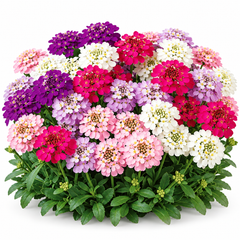 Iberis umbellata Fairy Mix Candytuft with colourful pink purple white and crimson flower clusters – winter seeds for pots beds borders and grow bags in Pakistan