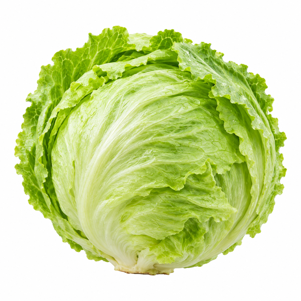 Fresh compact Iceberg Lettuce head with crisp pale-green leaves – F1 Hybrid lettuce seeds for winter kitchen gardening in Pakistan