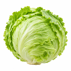 Fresh compact Iceberg Lettuce head with crisp pale-green leaves – F1 Hybrid lettuce seeds for winter kitchen gardening in Pakistan