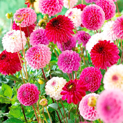 Indian Dahlia Bulbs - More than 12 mix Varities (WINTER) {PACK OF 5}