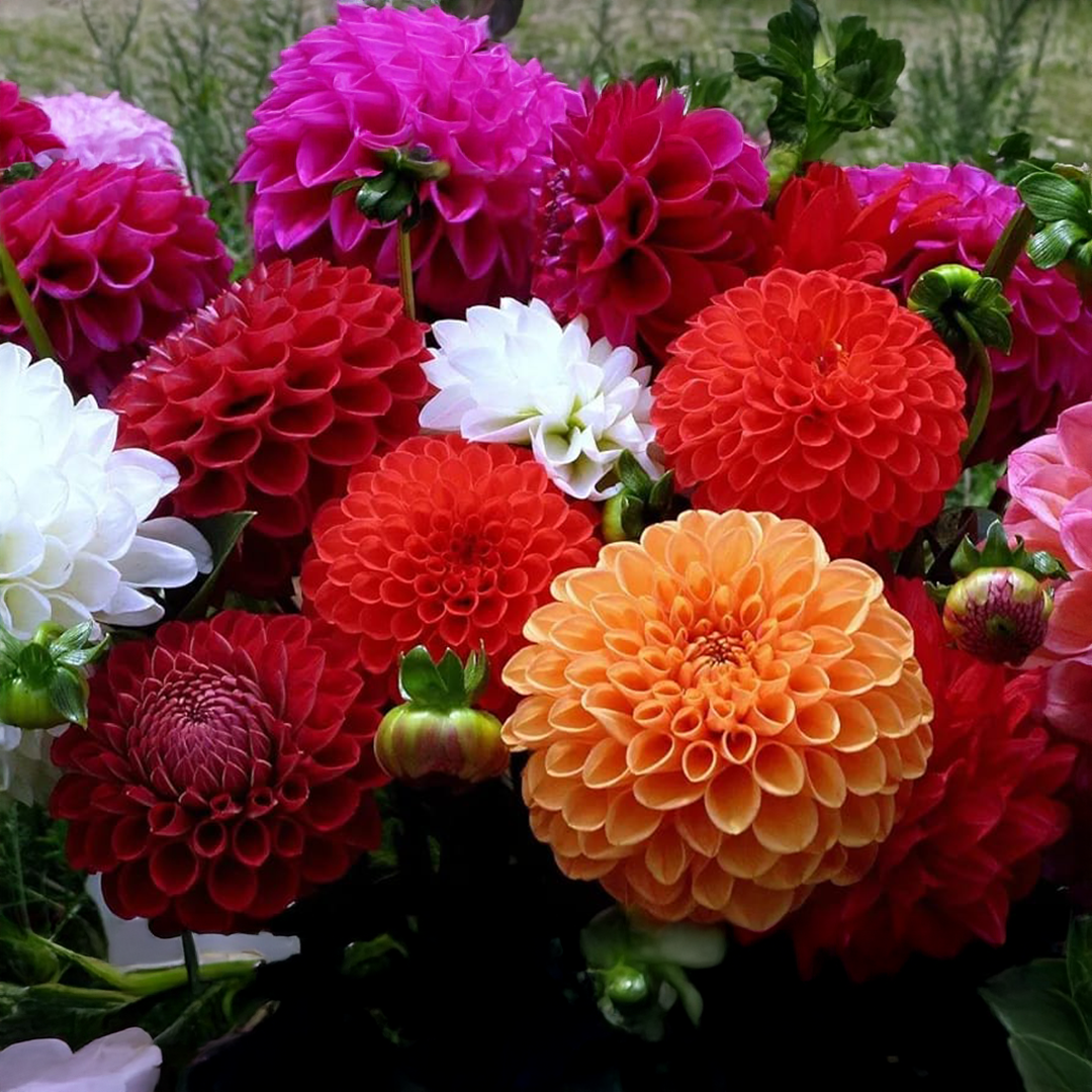Indian Dahlia Bulbs - More than 12 mix Varities (WINTER) {PACK OF 5}
