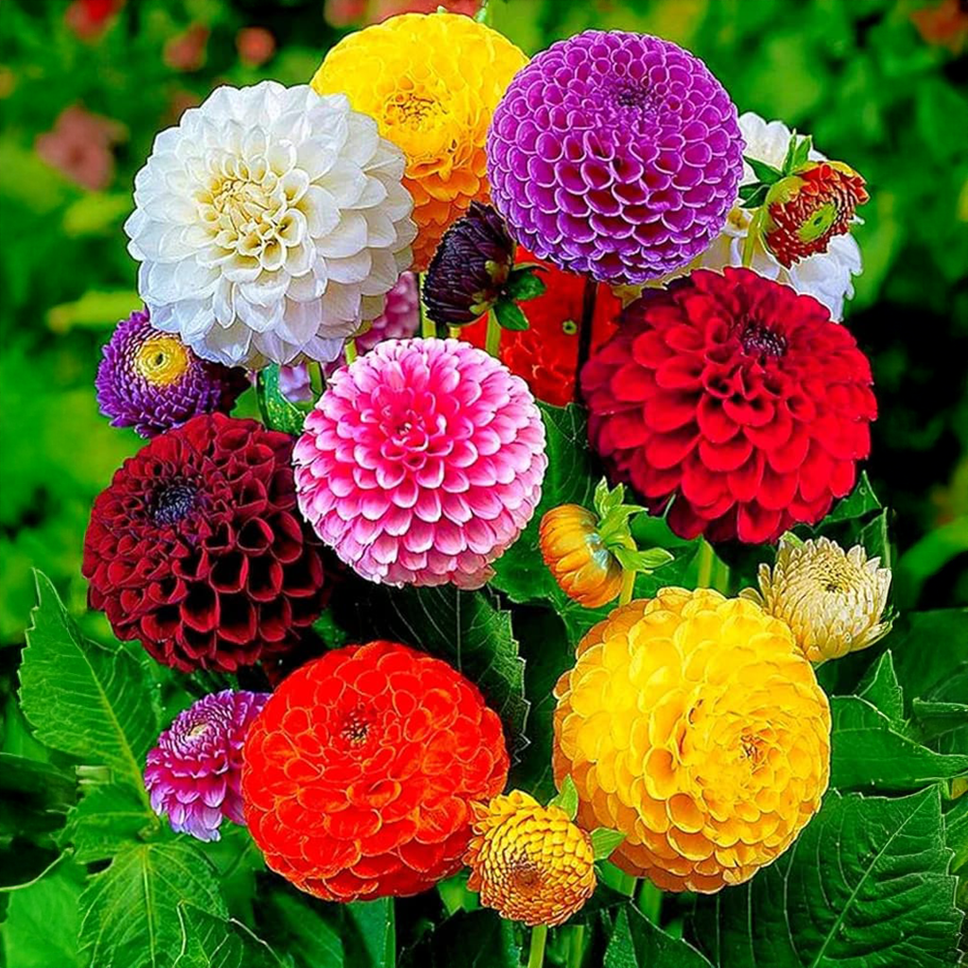 Indian Dahlia Bulbs - More than 12 mix Varities (WINTER) {PACK OF 5}