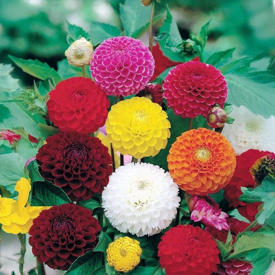 Indian Dahlia Bulbs - More than 12 mix Varities (WINTER) {PACK OF 5}