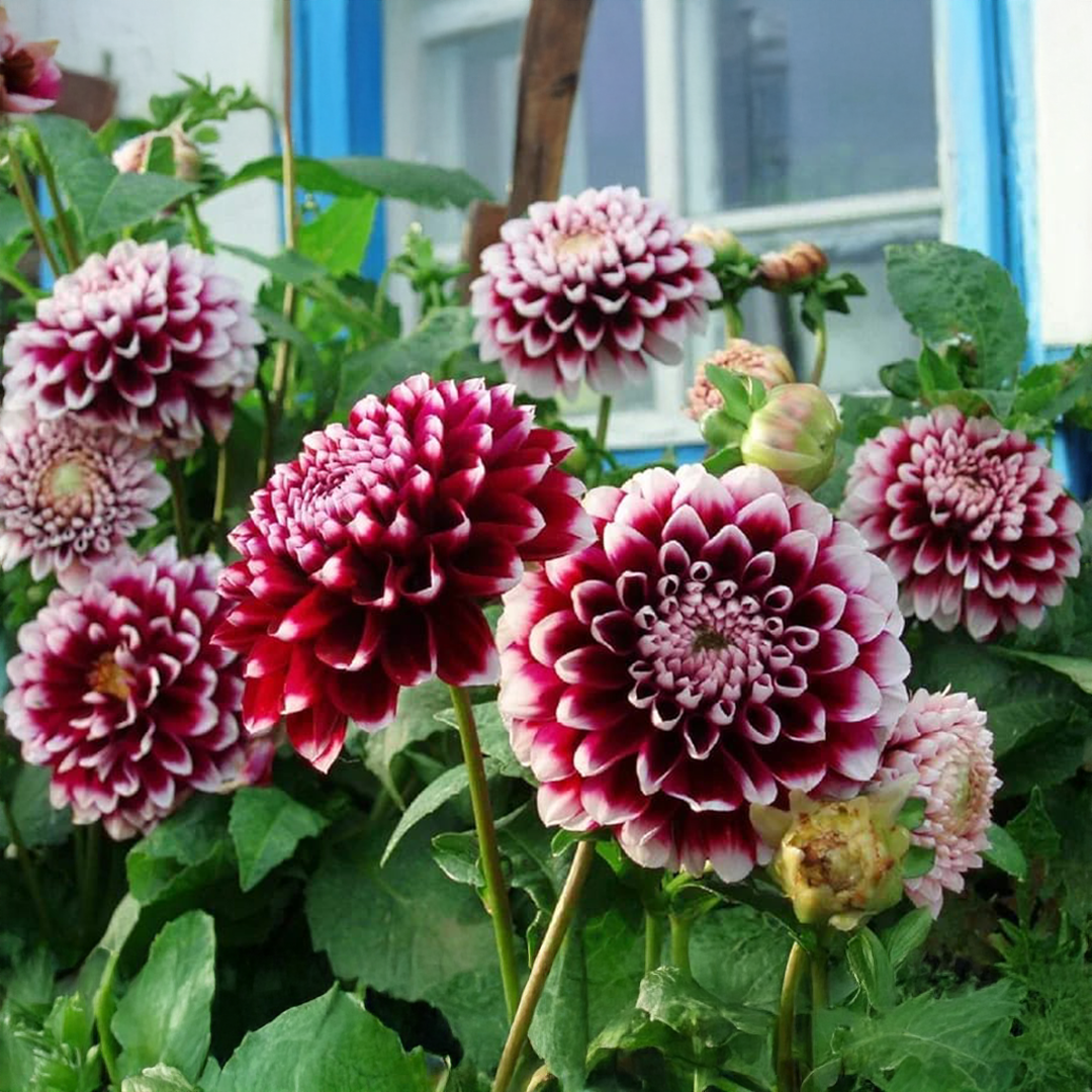 Indian Dahlia Bulbs - More than 12 mix Varities (WINTER) {PACK OF 5}
