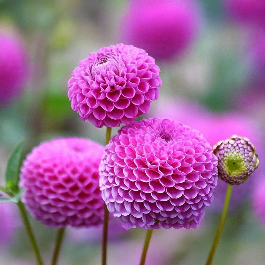 Indian Dahlia Bulbs - More than 12 mix Varities (WINTER) {PACK OF 5}