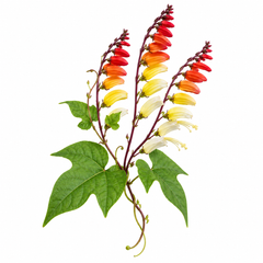 Ipomoea Mina Lobata/ Spanish Flag Vine Seeds (SUMMER)