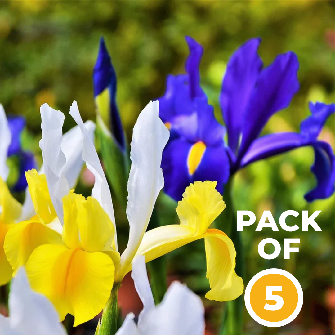 Dutch Iris Bulbs - Mix Colors (Pack of 5)