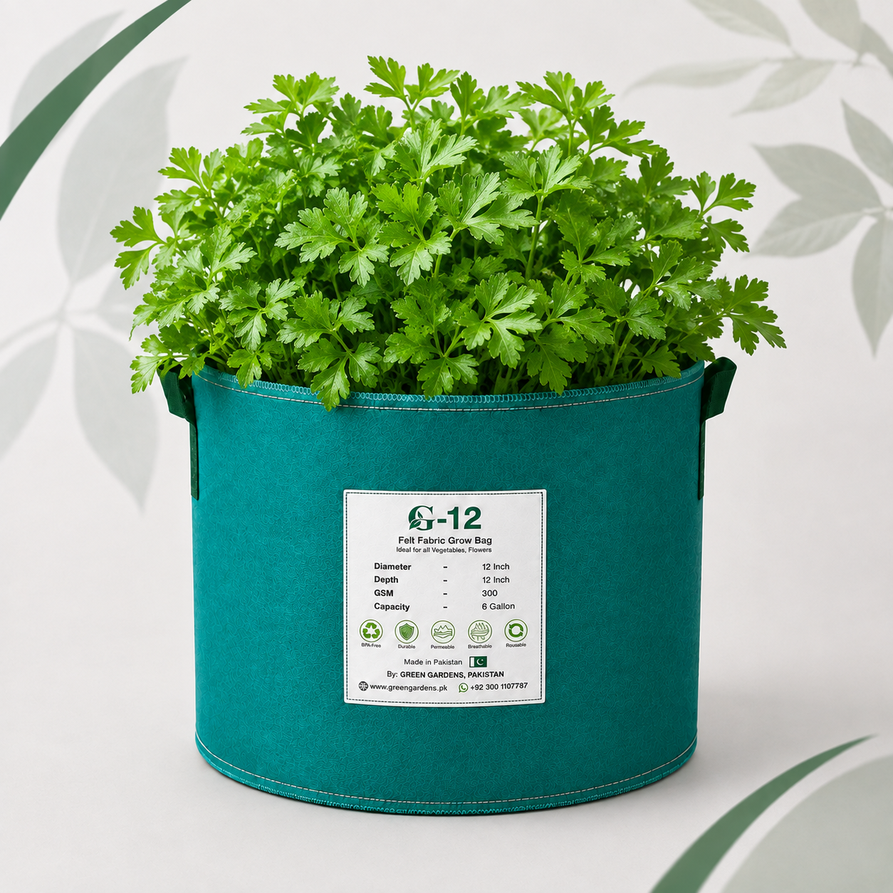 Italian Flat Leaf Parsley with fresh dark green leaves – winter herb seeds for kitchen gardening in Pakistan