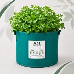 Italian Flat Leaf Parsley with fresh dark green leaves – winter herb seeds for kitchen gardening in Pakistan