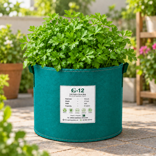 Italian Flat Leaf Parsley with fresh dark green leaves – winter herb seeds for kitchen gardening in Pakistan