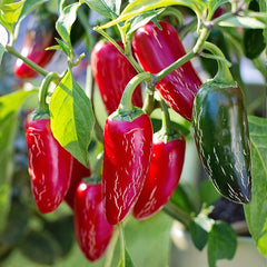 Fresh green Jalapeno peppers growing on a healthy bushy plant – medium-hot Jalapeno chilli seeds for winter and summer gardening in Pakistan
