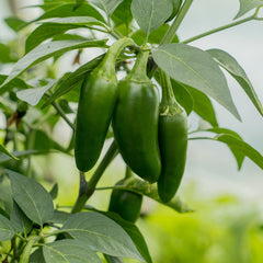Fresh green Jalapeno peppers growing on a healthy bushy plant – medium-hot Jalapeno chilli seeds for winter and summer gardening in Pakistan