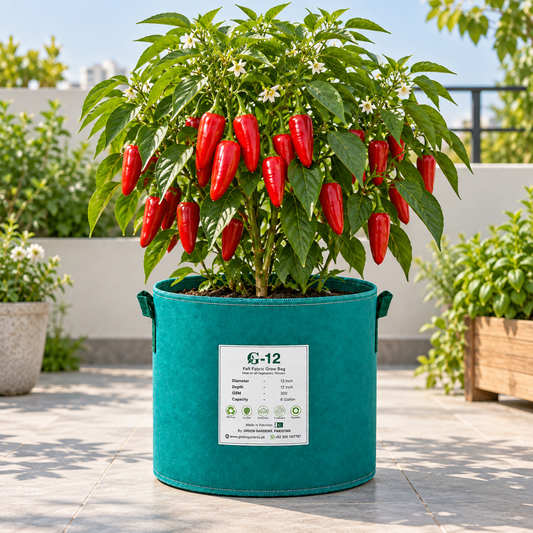 Fully ripe red Jalapeno peppers growing on a healthy bushy plant – medium-hot Jalapeno chilli seeds for winter and summer gardening in Pakistan