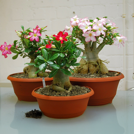 Adenium Obesum Seeds - Mix (SUMMER) 
{Pack of 5 Seeds}
