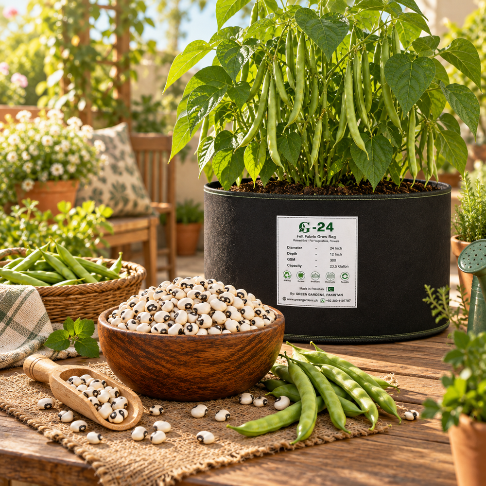 Mature white Kidney Beans with dry bean pods on healthy plants – White Kidney Bean seeds for home and kitchen gardening in Pakistan