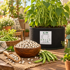 Mature white Kidney Beans with dry bean pods on healthy plants – White Kidney Bean seeds for home and kitchen gardening in Pakistan