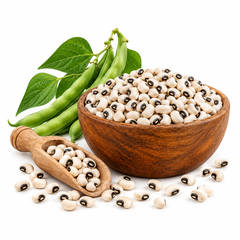 Mature white Kidney Beans with dry bean pods on healthy plants – White Kidney Bean seeds for home and kitchen gardening in Pakistan