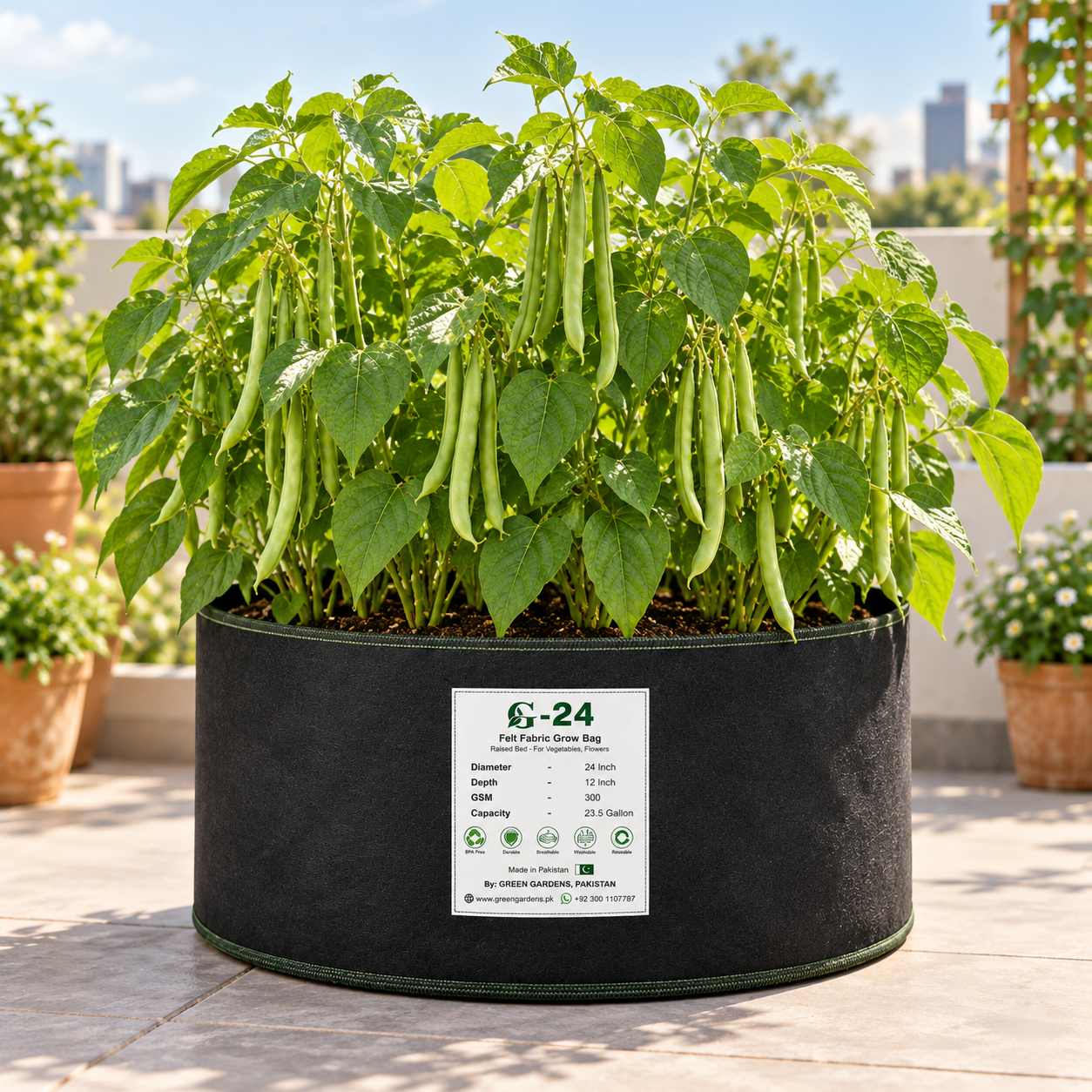 Mature white Kidney Beans with dry bean pods on healthy plants – White Kidney Bean seeds for home and kitchen gardening in Pakistan
