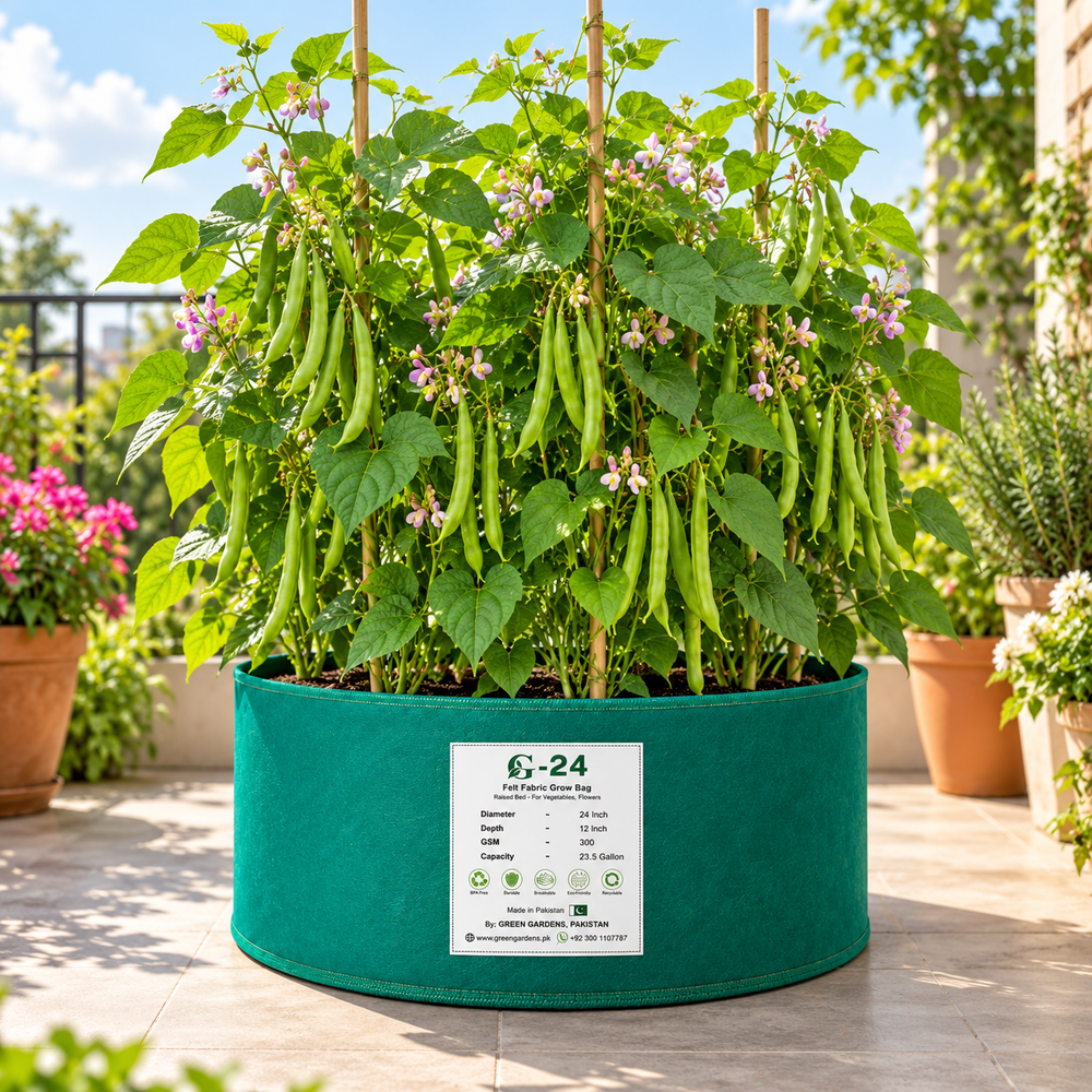Deep red Kidney Beans with mature dry pods on climbing bean vines – Red Kidney Bean seeds for trellis and home gardening in Pakistan