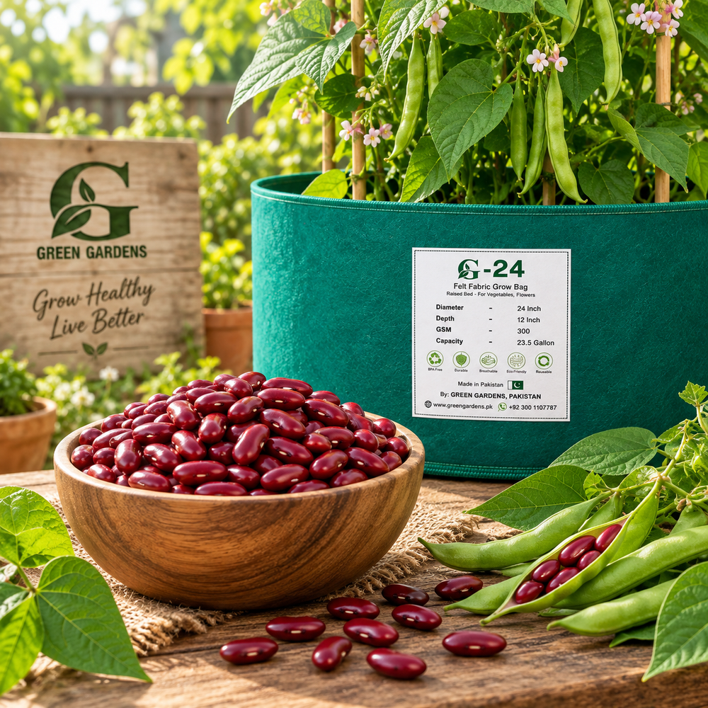 Deep red Kidney Beans with mature dry pods on climbing bean vines – Red Kidney Bean seeds for trellis and home gardening in Pakistan