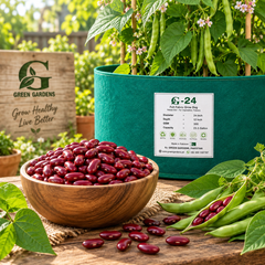 Deep red Kidney Beans with mature dry pods on climbing bean vines – Red Kidney Bean seeds for trellis and home gardening in Pakistan