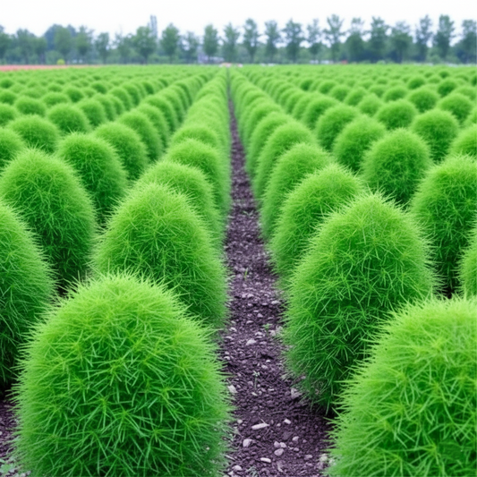 Kochia Green Seeds (SUMMER)
