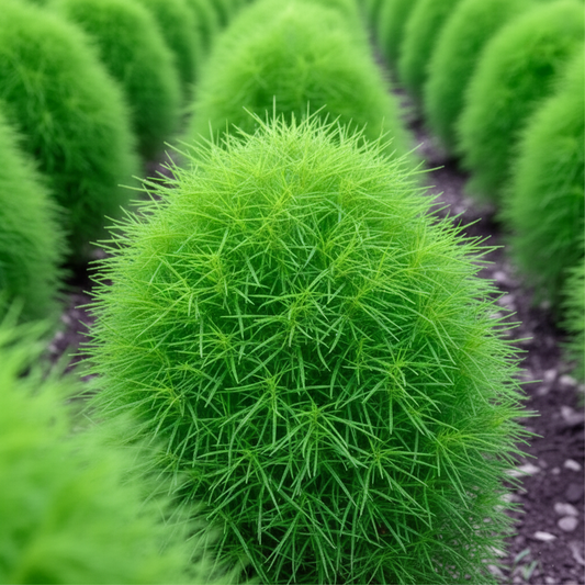 Kochia Green Seeds (SUMMER)