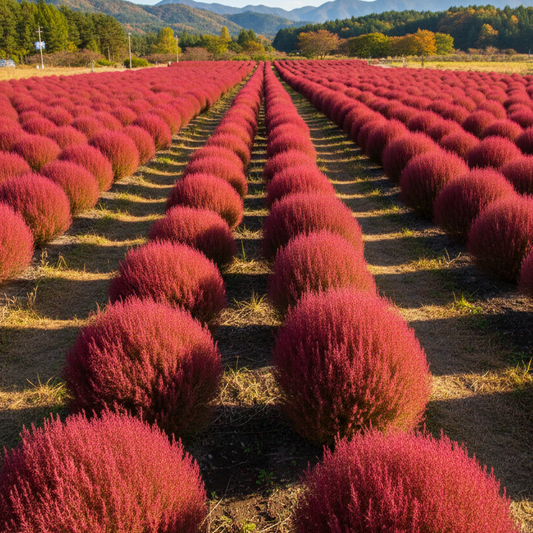 Kochia Red - Seeds (Summer)